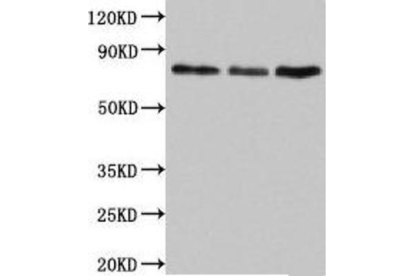 SUN2 antibody  (AA 45-155)