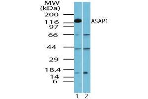Image no. 1 for anti-ArfGAP with SH3 Domain, Ankyrin Repeat and PH Domain 1 (ASAP1) (AA 962-978) antibody (ABIN960086) (ASAP1 Antikörper  (AA 962-978))