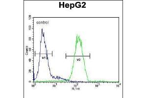 Flow cytometric analysis of HepG2 cells (right histogram) compared to a negative control cell (left histogram). (SERPINH1 Antikörper  (AA 169-196))