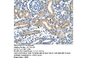 Human kidney (HIF3A Antikörper  (C-Term))