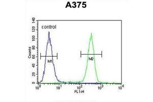 Flow Cytometry (FACS) image for anti-Actin-Related Protein 2 (ACTR2) antibody (ABIN3002672) (ACTR2 Antikörper)