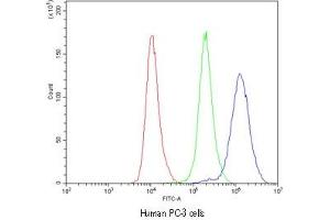Flow cytometry testing of human PC-3 cells with CASP8 antibody at 1ug/10^6 cells (cells blocked with goat sera) (Caspase 8 Antikörper  (AA 410-449))