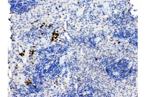 PD1 was detected in paraffin-embedded sections of rat spleen tissues using rabbit anti- PD1 Antigen Affinity purified polyclonal antibody (Catalog # ) at 1 µg/mL. (PD-1 Antikörper  (N-Term))
