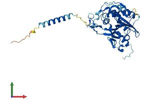 Protein Structure (PS) image for beta-1,3-N-Acetylgalactosaminyltransferase 1 (B3GALNT1) (AA 1-331) protein (His tag) (ABIN7552523)