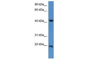 Western Blot showing IMMP2L antibody used at a concentration of 1-2 ug/ml to detect its target protein. (IMMP2L Antikörper  (C-Term))
