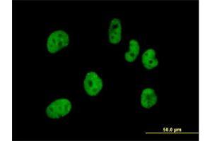 Immunofluorescence of purified MaxPab antibody to FLJ12529 on HeLa cell. (CPSF7 Antikörper  (AA 1-471))