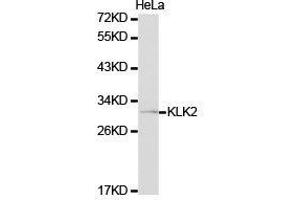 Western Blotting (WB) image for anti-Kallikrein 2 (KLK2) antibody (ABIN1873440) (Kallikrein 2 Antikörper)