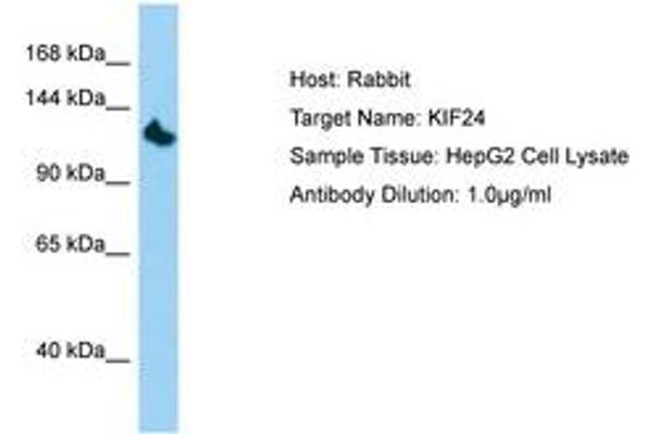 KIF24 Antikörper  (AA 207-256)