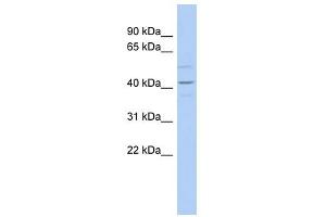 WNT2 antibody used at 1 ug/ml to detect target protein. (WNT2 Antikörper  (Middle Region))