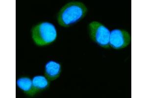 IF analysis of Tau/MAPT using anti-Tau/MAPT antibody (ABIN7599268).