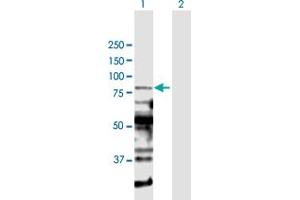 Western Blot analysis of PRDM1 expression in transfected 293T cell line by PRDM1 MaxPab polyclonal antibody. (PRDM1 Antikörper  (AA 1-789))