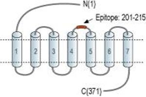 Representative domain view of the target of ABIN7884871.