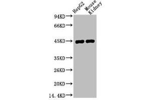 Western blot analysis of 1) HepG2, 2) Mouse Kidney, diluted at 1:1000. (AMACR Antikörper)