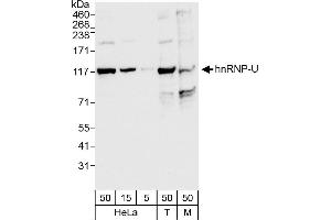 Western Blotting (WB) image for anti-Heterogeneous Nuclear Ribonucleoprotein U (Scaffold Attachment Factor A) (HNRNPU) (AA 450-500) antibody (ABIN7453827)