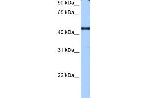 WB Suggested Anti-RBM42 Antibody Titration:  0. (RBM42 Antikörper  (C-Term))