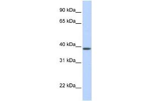 WB Suggested Anti-SLC25A42 Antibody Titration:  0.
