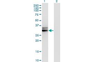 Western Blot analysis of HMGCL expression in transfected 293T cell line by HMGCL monoclonal antibody (M01), clone 4F4-D1. (HMGCL Antikörper  (AA 1-325))