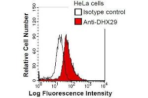 HeLa cells were fixed in 2% paraformaldehyde/PBS and then permeabilized in 90% methanol. (DHX29 Antikörper)