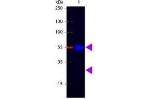 Image no. 1 for Rabbit anti-Pig IgG (Whole Molecule) antibody (FITC) (ABIN301513) (Kaninchen anti-Schwein IgG (Whole Molecule) Antikörper (FITC))