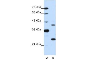WB Suggested Anti-MINA Antibody Titration:  0. (MINA Antikörper  (N-Term))