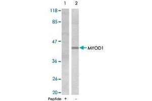 Western blot analysis of extracts from HeLa cells , using MYOD1 polyclonal antibody  .