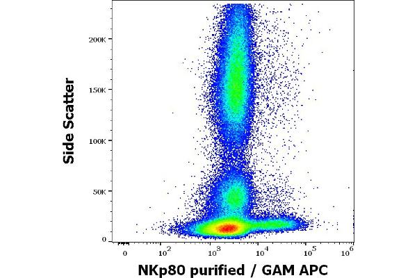 KLRF1 Antikörper  (Extracellular Domain)