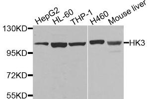 Western blot analysis of extracts of various cell lines, using HK3 antibody. (HK3 Antikörper)