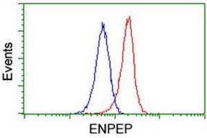 Flow cytometric Analysis of Jurkat cells, using anti-ENPEP antibody (ABIN2455401), (Red), compared to a nonspecific negative control antibody, (Blue). (ENPEP Antikörper)