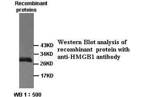Image no. 1 for anti-High Mobility Group Box 1 (HMGB1) antibody (ABIN791169) (HMGB1 Antikörper)