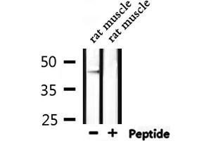 Western blot analysis of extracts from rat muscle, using DRD4 Antibody. (DRD4 Antikörper  (C-Term))