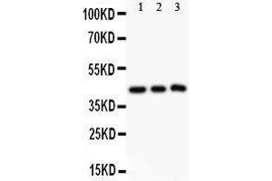 Anti-SIRT2 Picoband antibody,  All lanes: Anti SIRT2  at 0.