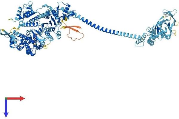 Myosin IC Protein (MYO1C) (AA 1-1063) (His tag)