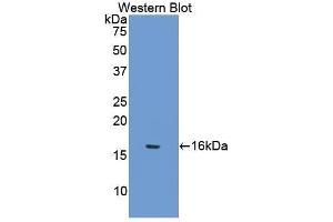 Western Blotting (WB) image for anti-Secreted Frizzled-Related Protein 5 (SFRP5) (AA 48-161) antibody (ABIN3204897) (SFRP5 Antikörper  (AA 48-161))