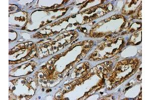 Immunohistochemical staining of paraffin-embedded Human Kidney tissue using anti-PSMB9 mouse monoclonal antibody. (PSMB9 Antikörper  (AA 21-219))