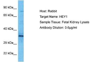 Host: Rabbit Target Name: HEY1 Sample Type: Fetal Kidney lysates Antibody Dilution: 0. (HEY1 Antikörper  (N-Term))