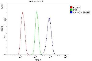 Flow Cytometry analysis of NRK cells using anti-CaMKII alpha/CAMK2A antibody (ABIN7599429).