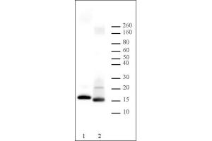 Histone H2B antibody tested by Western blot. (Histone H2B Antikörper)