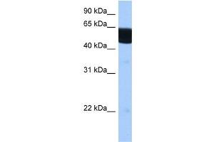 RXRB antibody used at 0. (Retinoid X Receptor beta Antikörper  (N-Term))