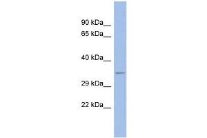 WB Suggested Anti-SPP1 Antibody Titration: 0. (Osteopontin Antikörper  (N-Term))