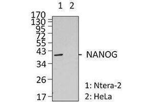 Western Blotting (WB) image for anti-Nanog Homeobox (NANOG) antibody (ABIN2666251) (Nanog Antikörper)