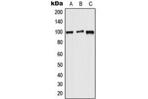 Western blot analysis of WFS1 expression in HeLa (A), Raw264.