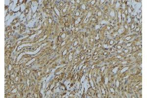 ABIN6273012 at 1/100 staining Mouse kidney tissue by IHC-P. (PEX16 Antikörper  (Internal Region))