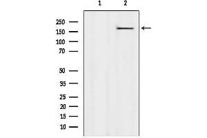 anti-Calmodulin Regulated Spectrin-associated Protein 1-like 1 (CAMSAP1L1) (C-Term) antibody