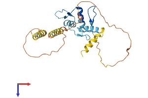 KLF9 Protein (AA 1-244) (His tag)
