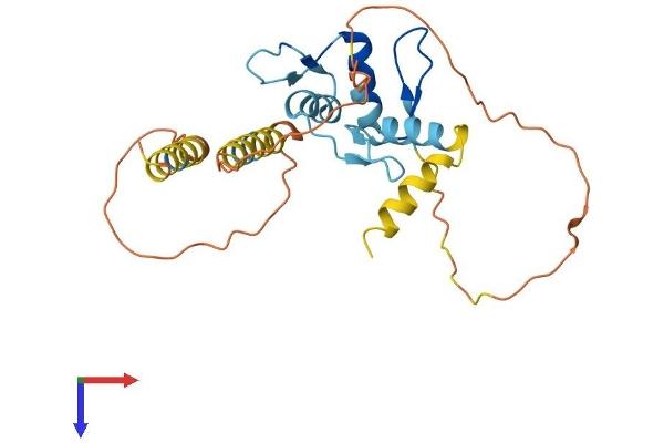 KLF9 Protein (AA 1-244) (His tag)