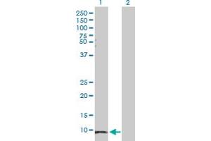 Western Blot analysis of SAA1 expression in transfected 293T cell line by SAA1 MaxPab polyclonal antibody. (SAA1 Antikörper  (AA 1-122))