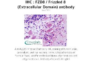 Image no. 2 for anti-Frizzled Family Receptor 8 (FZD8) (3rd Extracellular Domain) antibody (ABIN1734510)