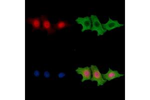anti-Forkhead Box I3 (FOXI3) antibody