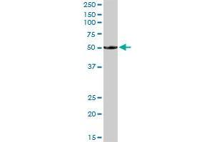 BTN1A1 MaxPab rabbit polyclonal antibody. (BTN1A1 Antikörper  (AA 1-526))