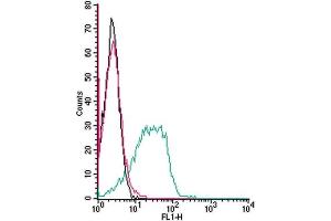 Cell surface detection of Adenosine A3 Receptor by indirect flow cytometry in live intact mouse  P815 mastocytoma cell line: + goat-anti-rabbit-FITC. (Adenosine A3 Receptor Antikörper  (Extracellular))
